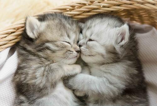 Два котенка спять в обнимку