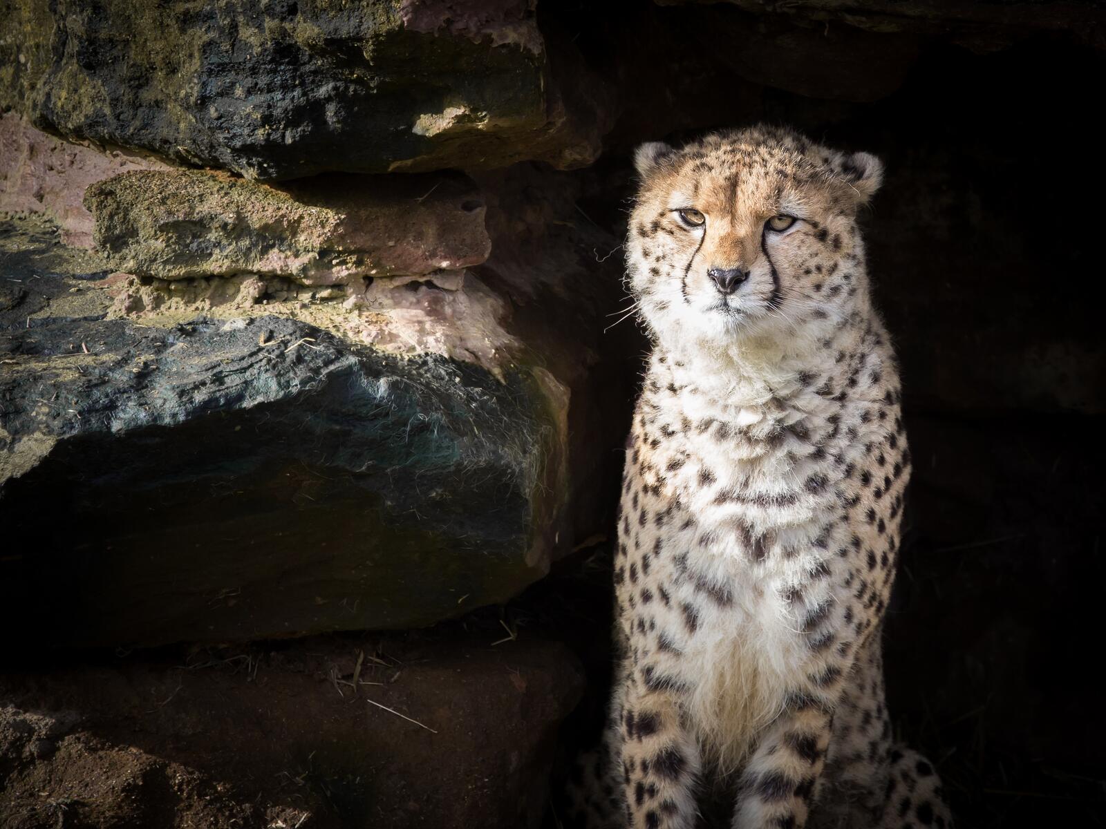 Free photo A beautiful cheetah hiding in the shadow of a rock