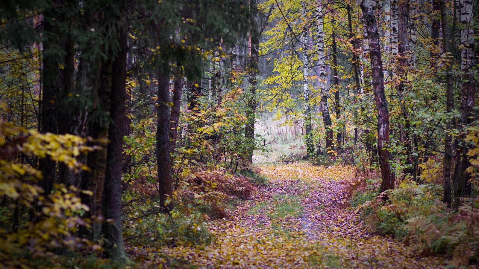 Wallpapers wallpaper path autumn forest on the desktop
