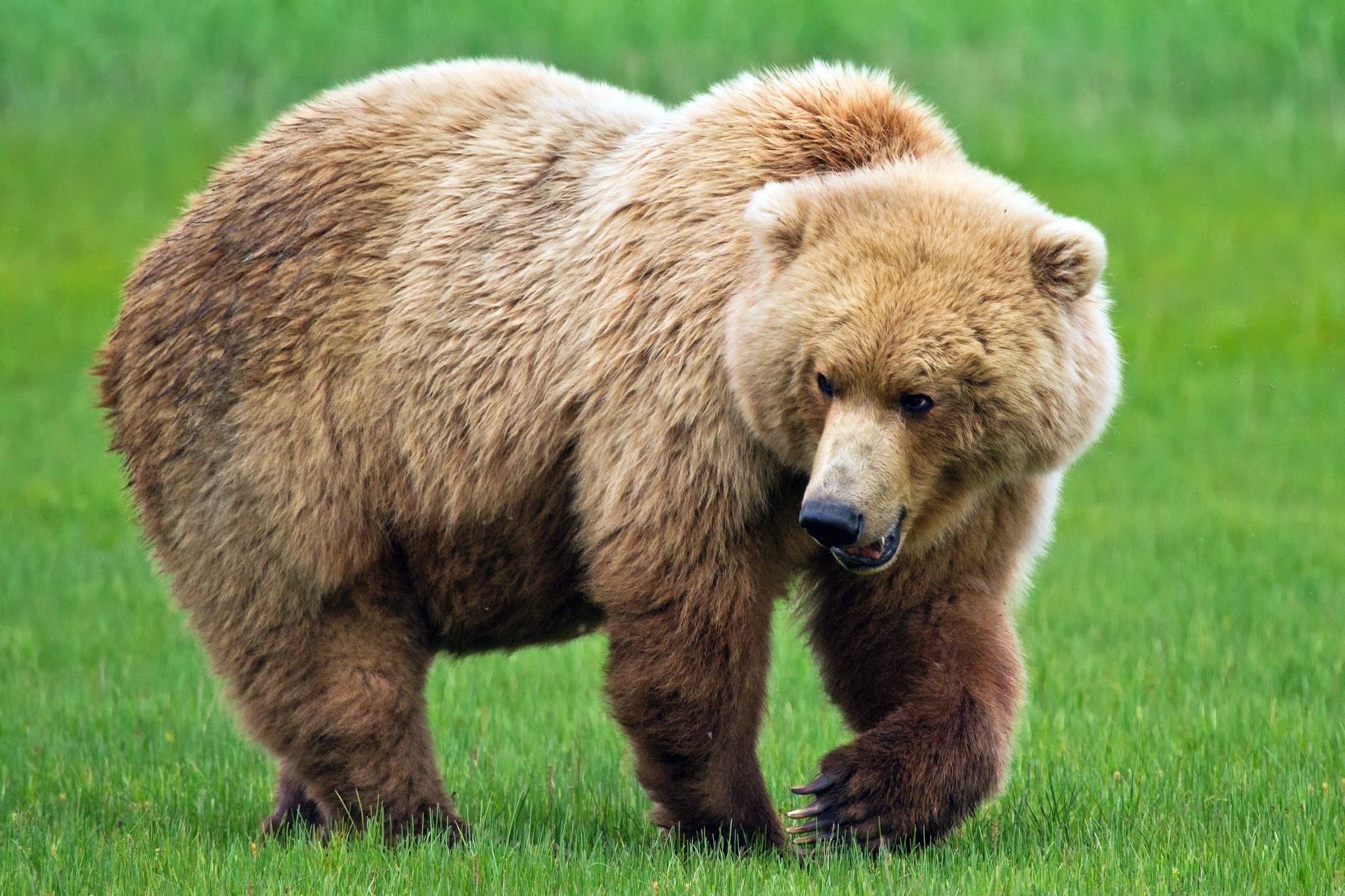 Обои медведь трава ходьба на рабочий стол