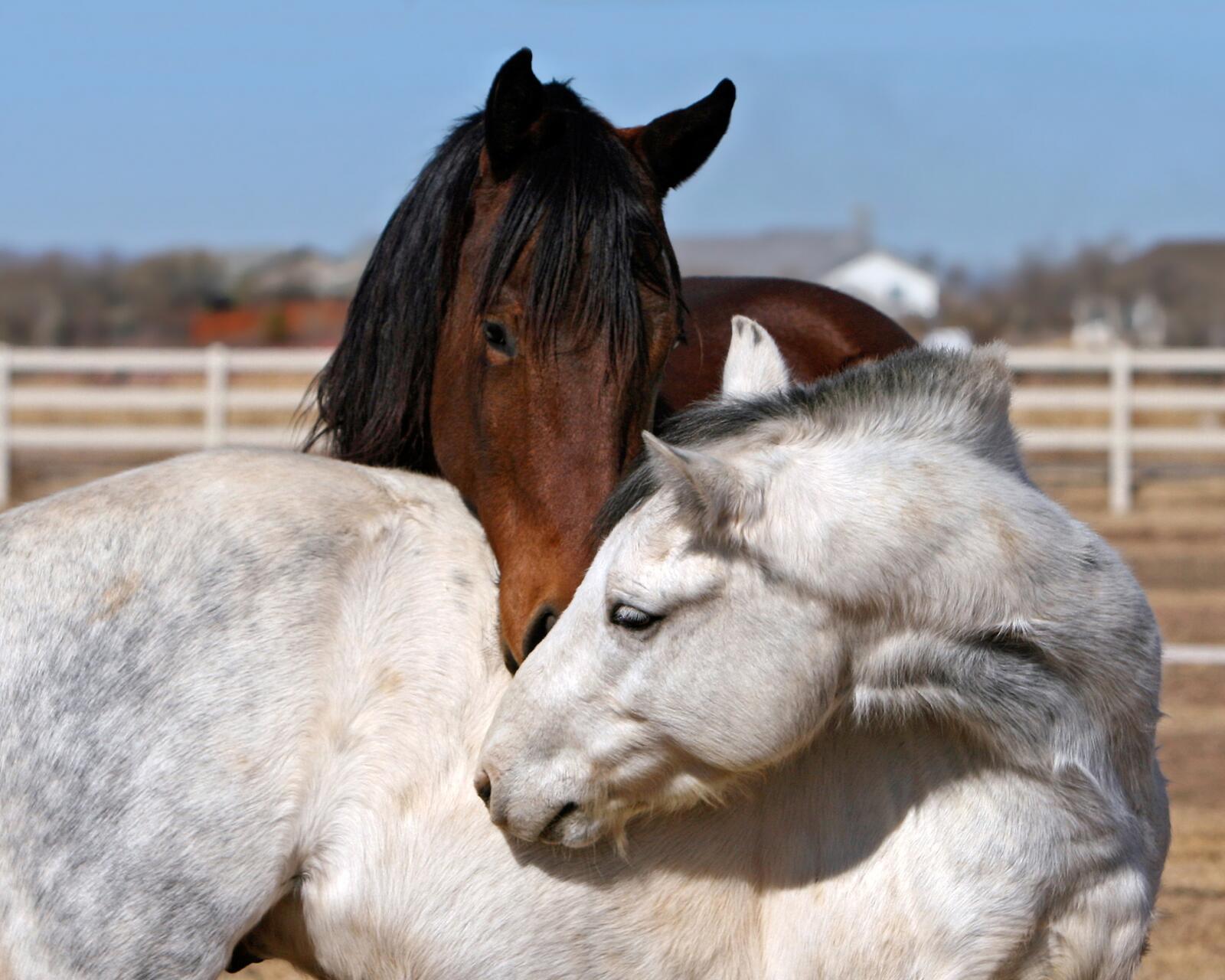 免费照片牧场上的褐马和白马