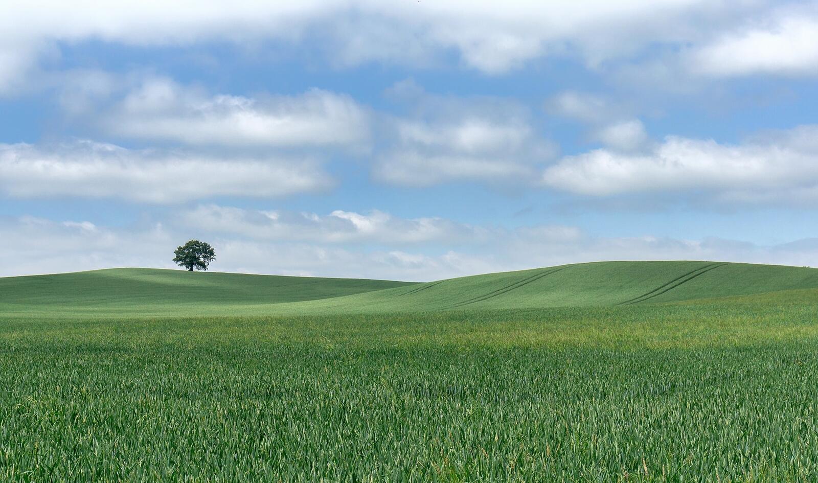 Бесплатное фото Одинокое дерево на зеленом холмистом поле