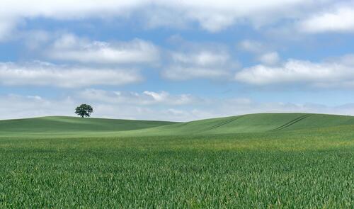A lone tree on a green hilly field
