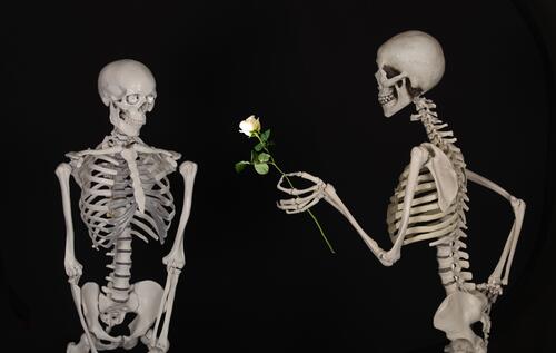 两具骷髅与一朵孤独的玫瑰花