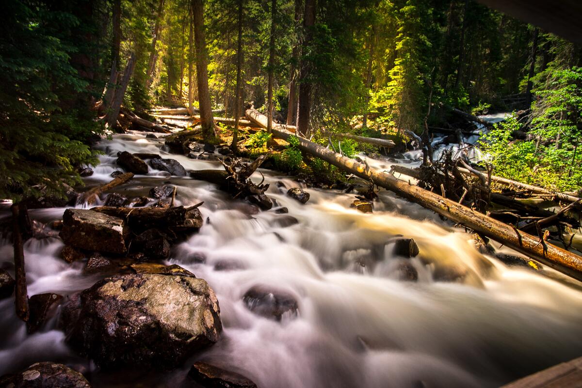 Широкая река с сильным течением в хвойном лесу