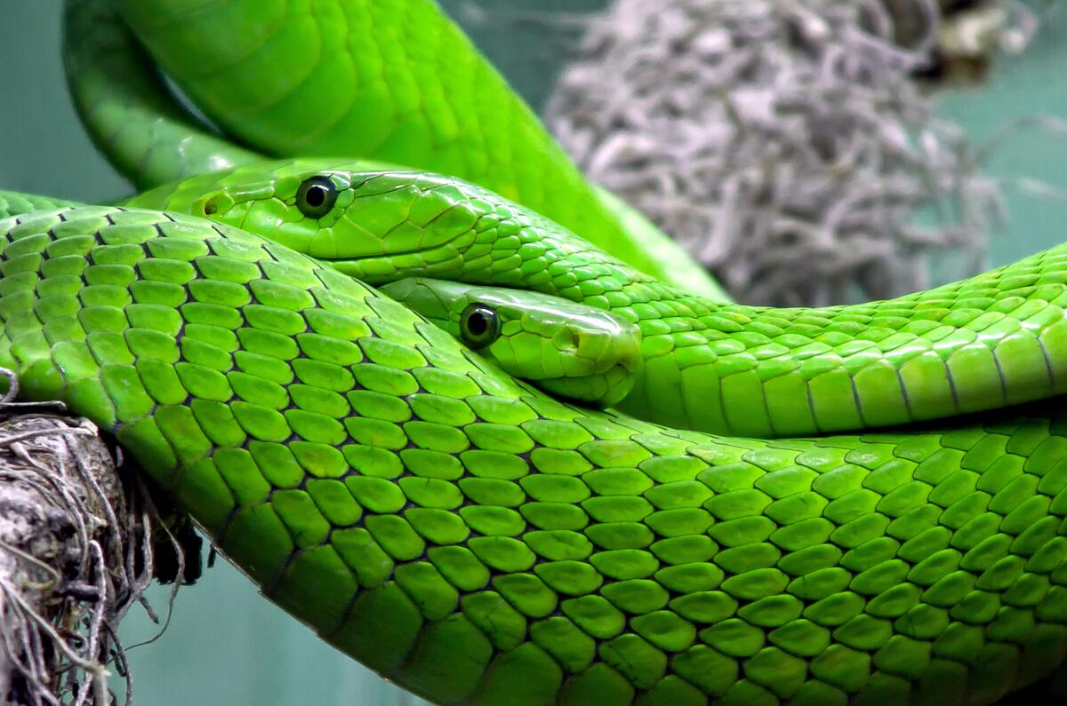 Green poisonous snakes on a tree branch