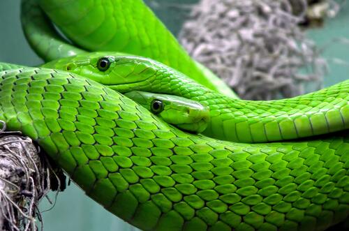 Зеленая змейка. Зеленый Тайпан. Смарагдовый полоз. Зелёная мамба змея. Зеленая куфия.