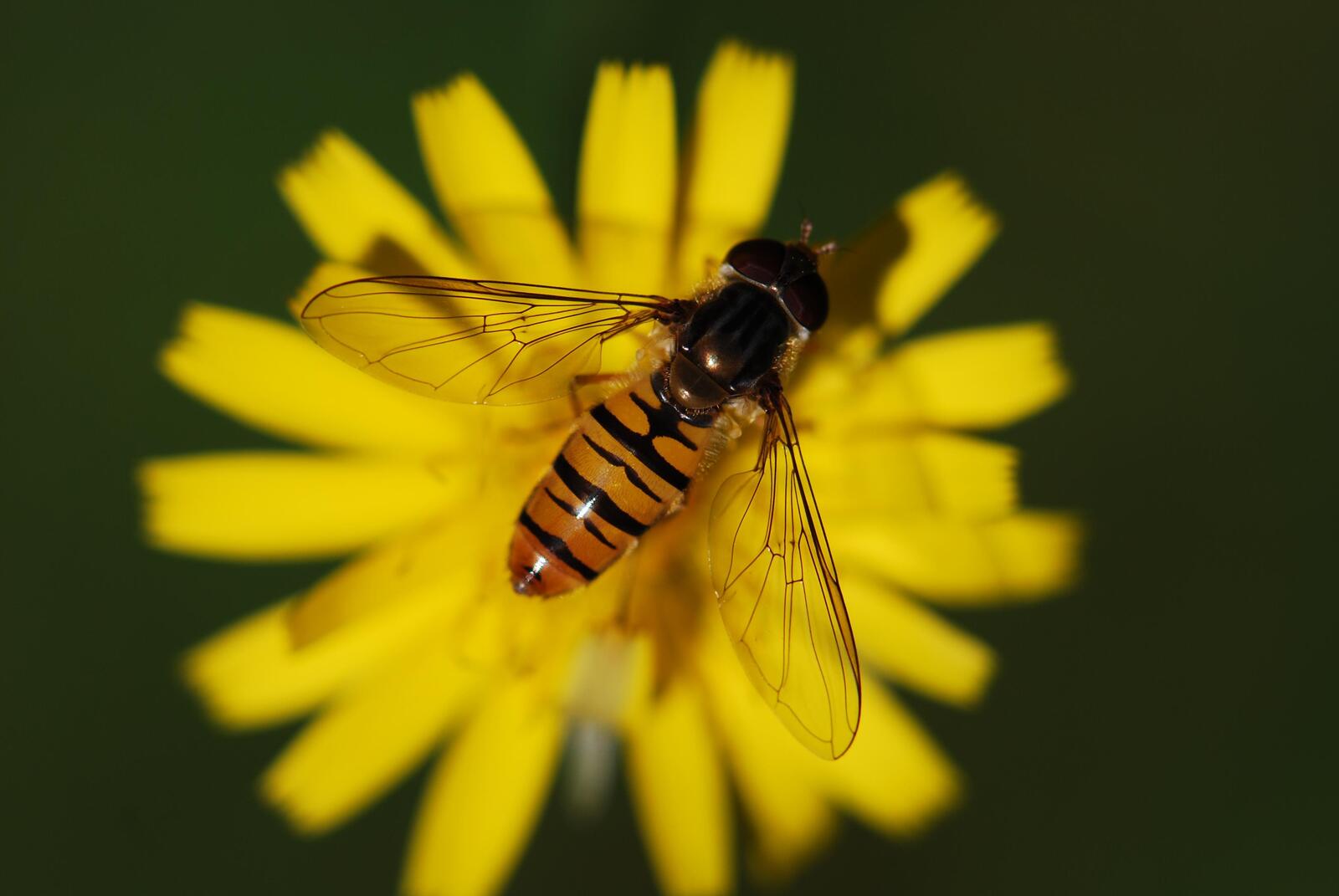 免费照片一只黄蜂在一朵黄花上采集花蜜