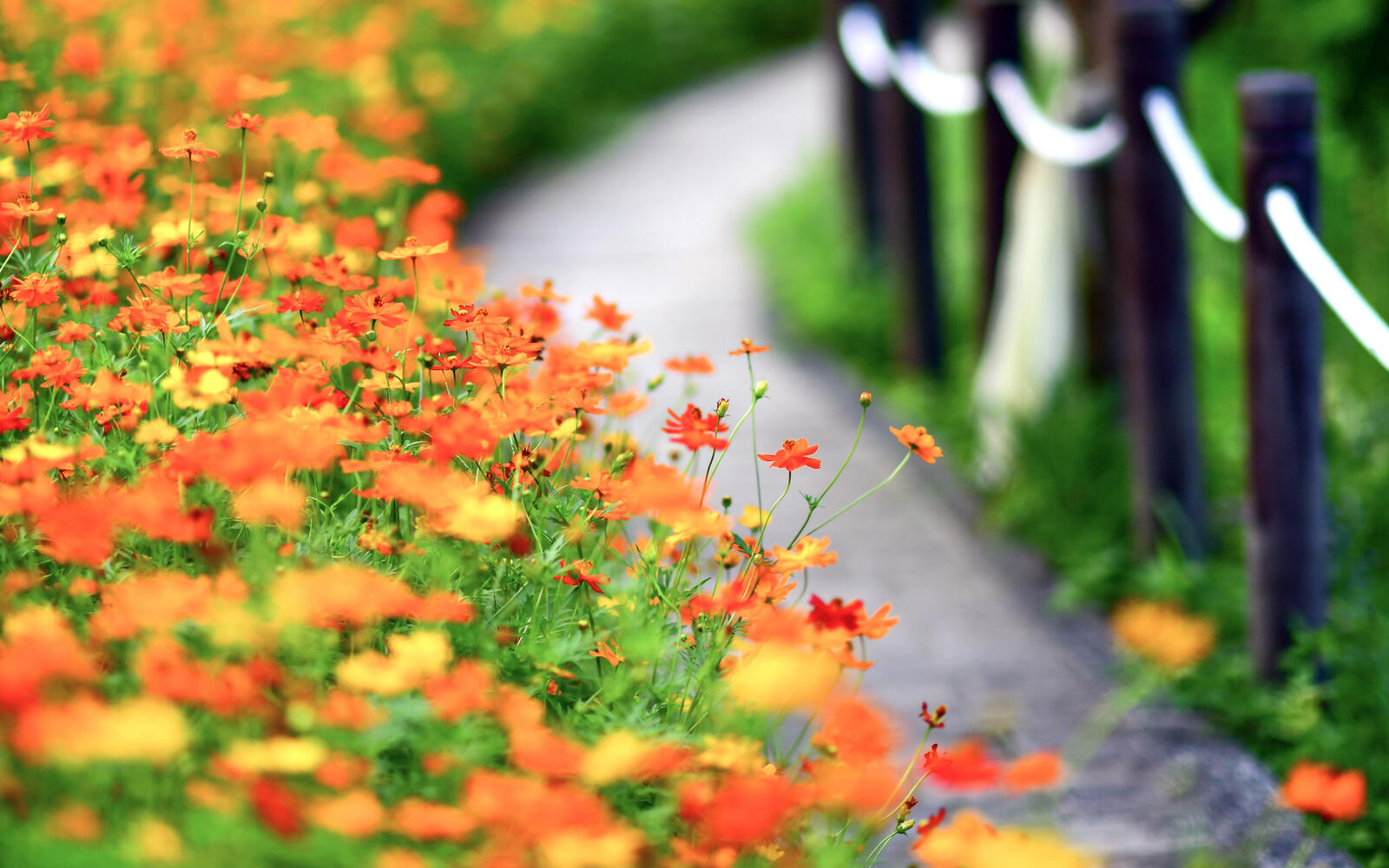 Бесплатное фото Красивый цветущий сад с цветами