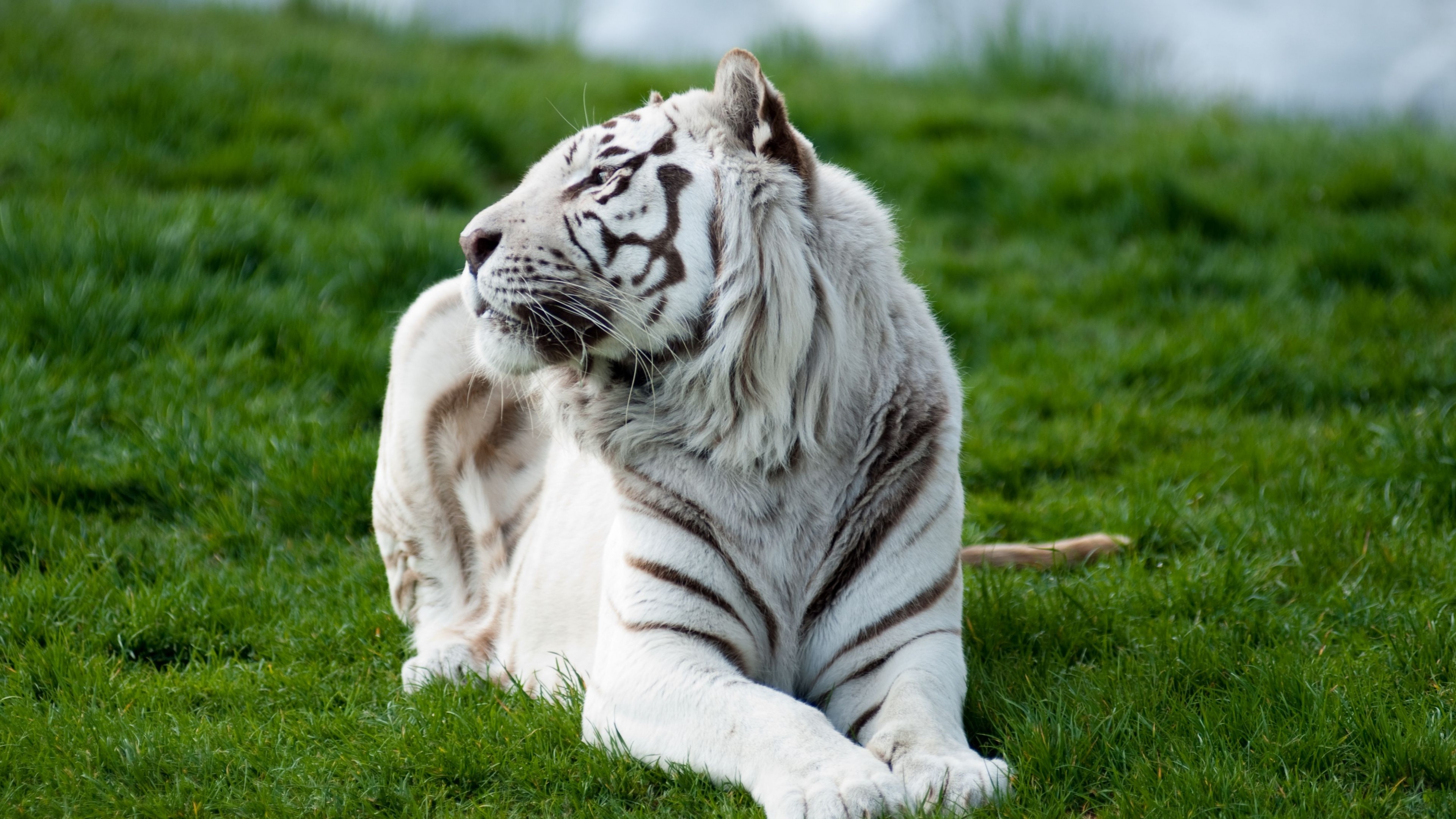 A white tiger lies on the green grass