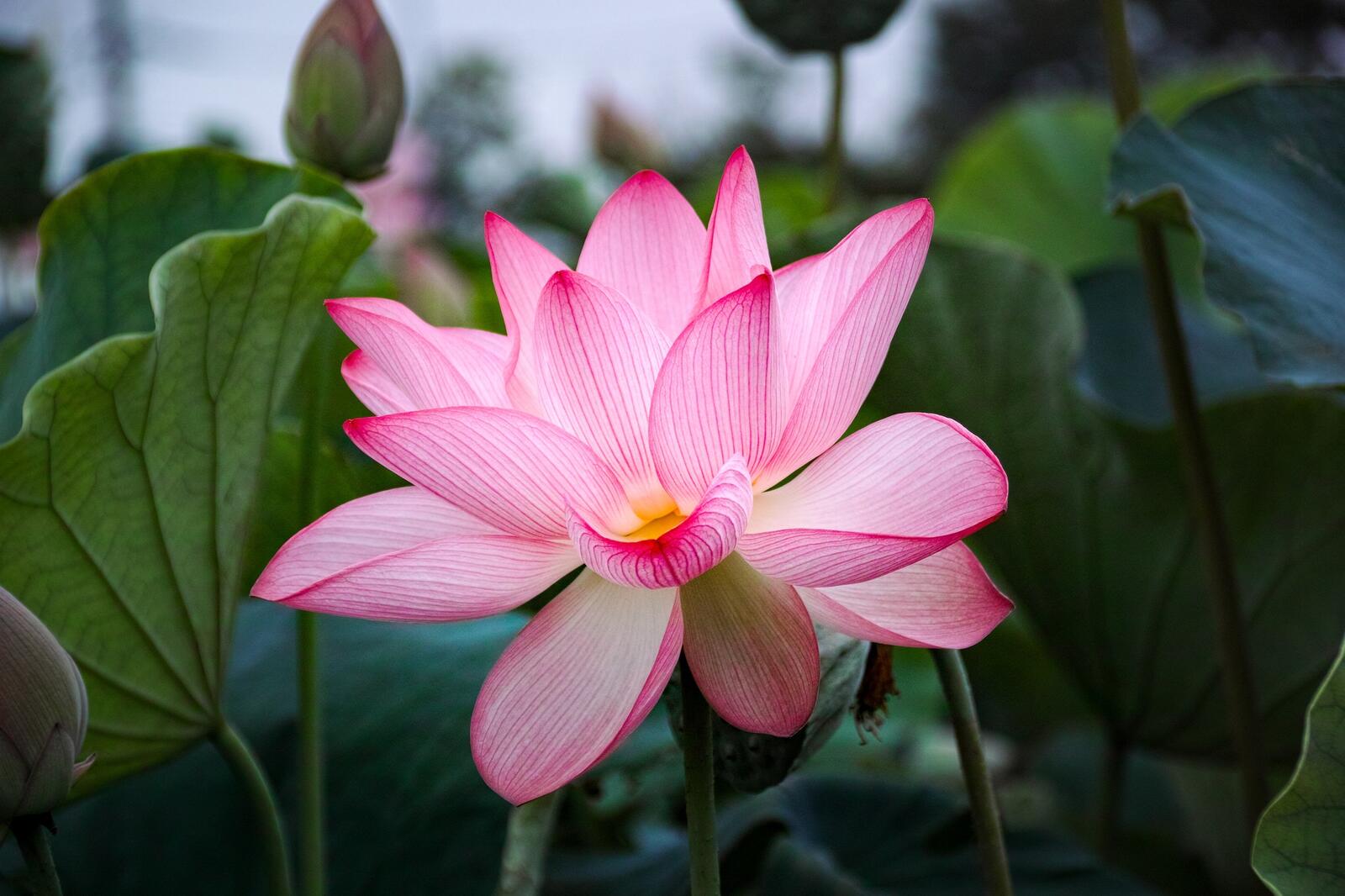 Free photo Pink lotus close-up