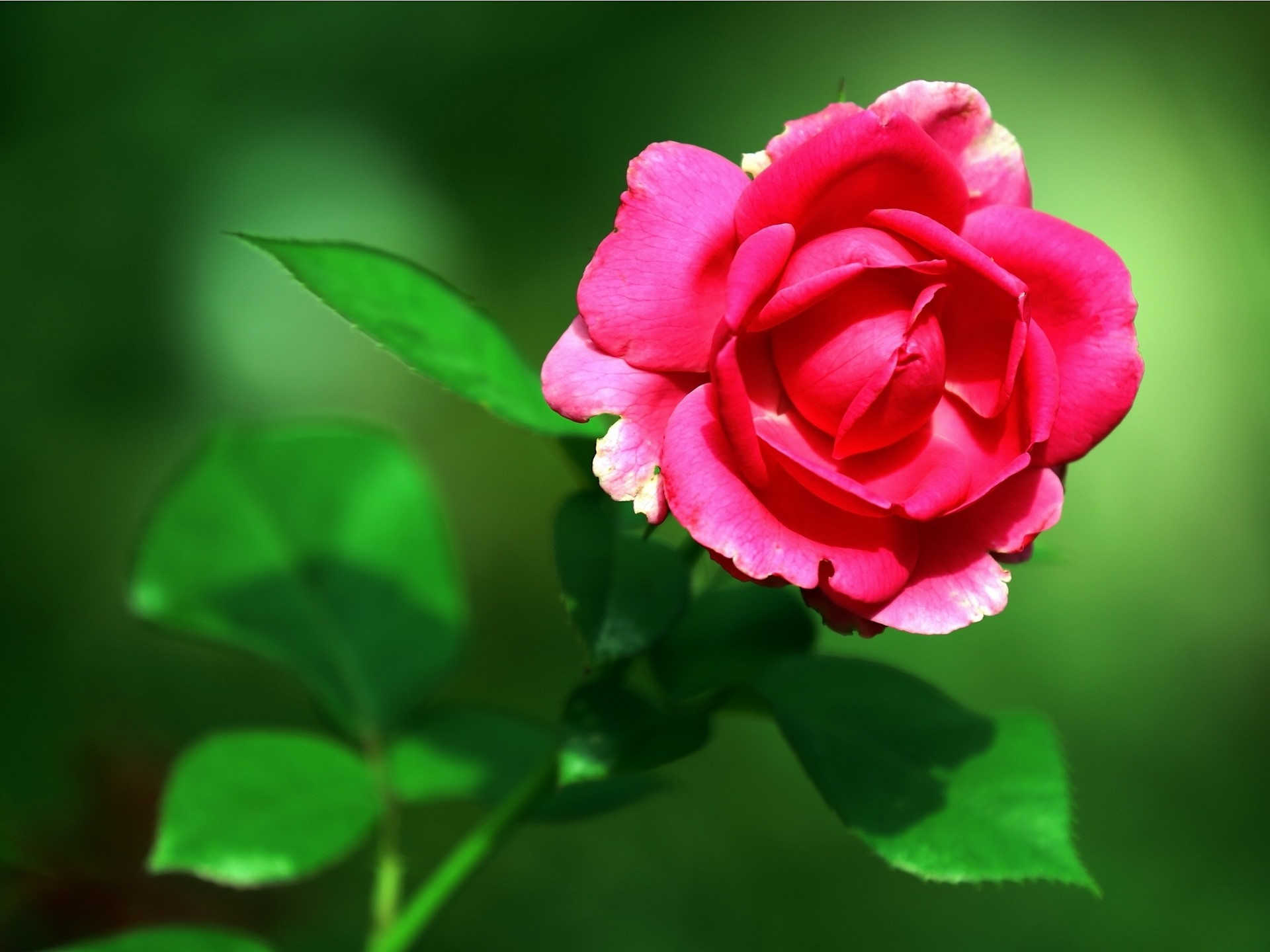 绿色模糊背景上的粉红色玫瑰