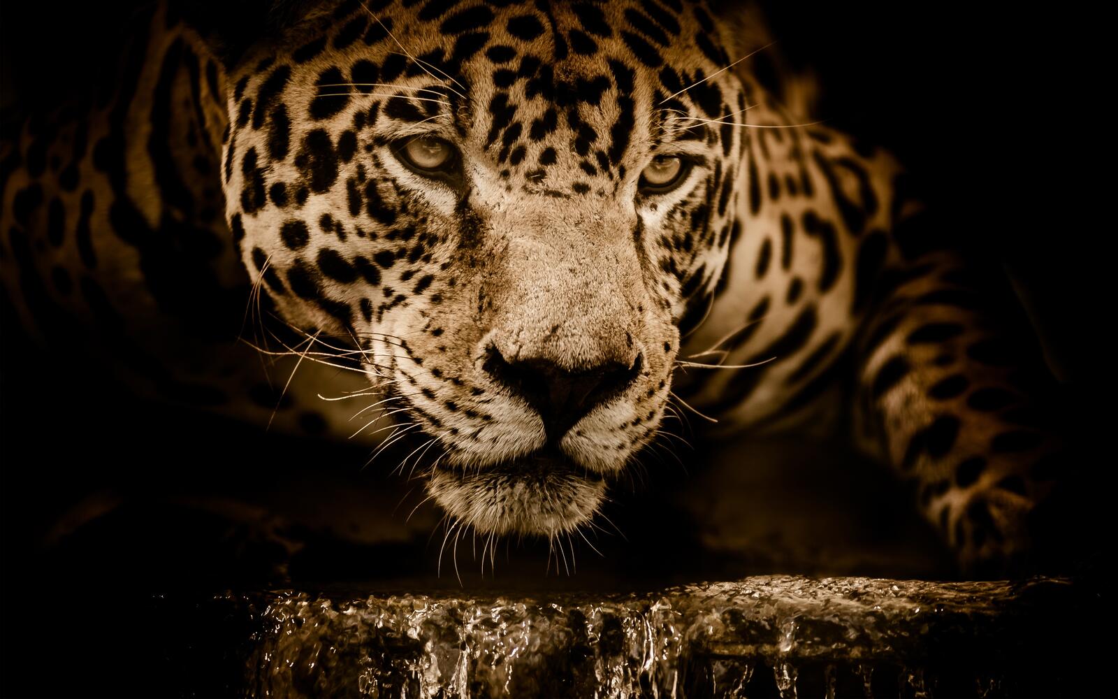 Free photo The Jaguar`s dormant