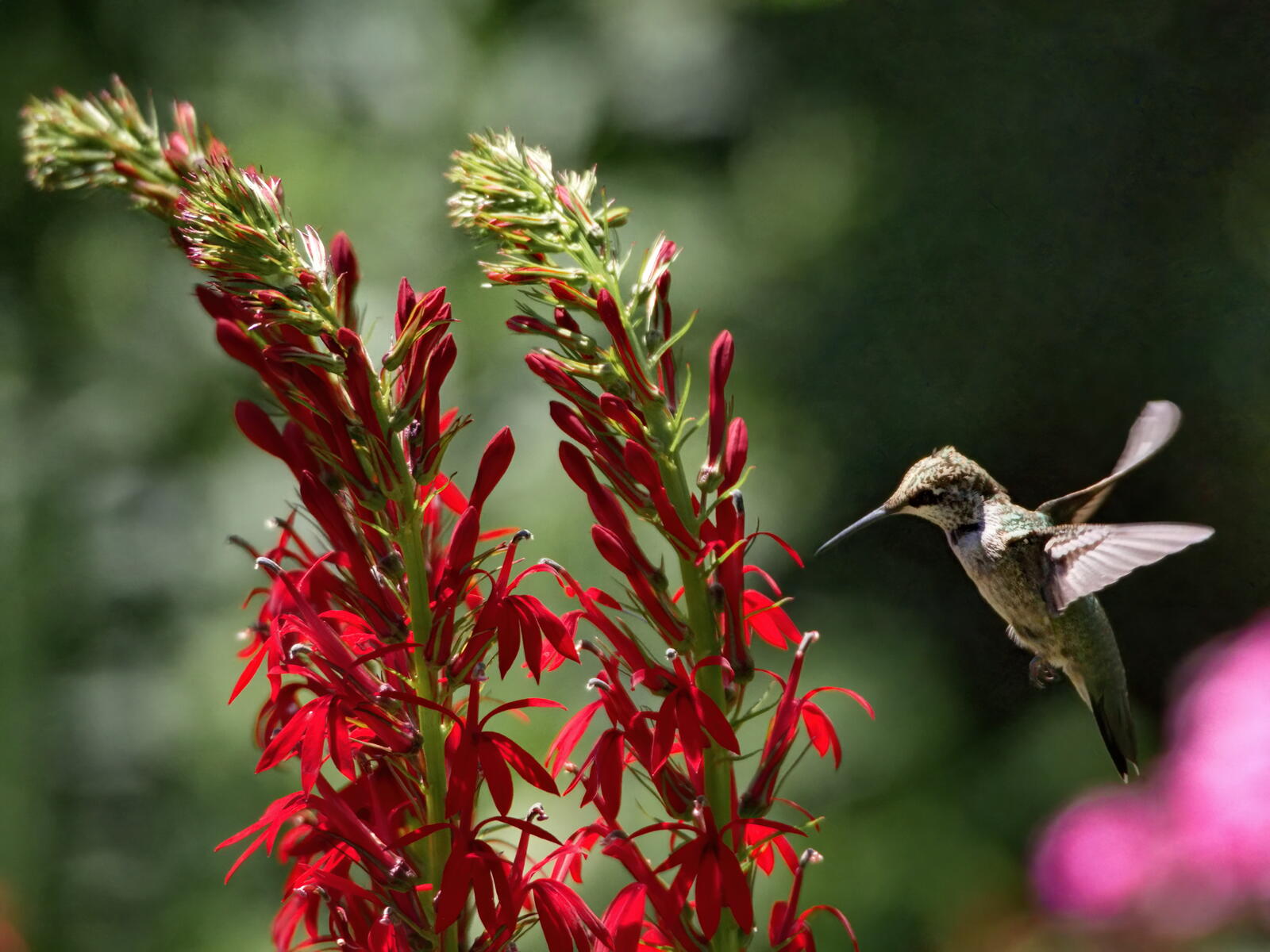 免费照片一只蜂鸟在一朵红花上采蜜。