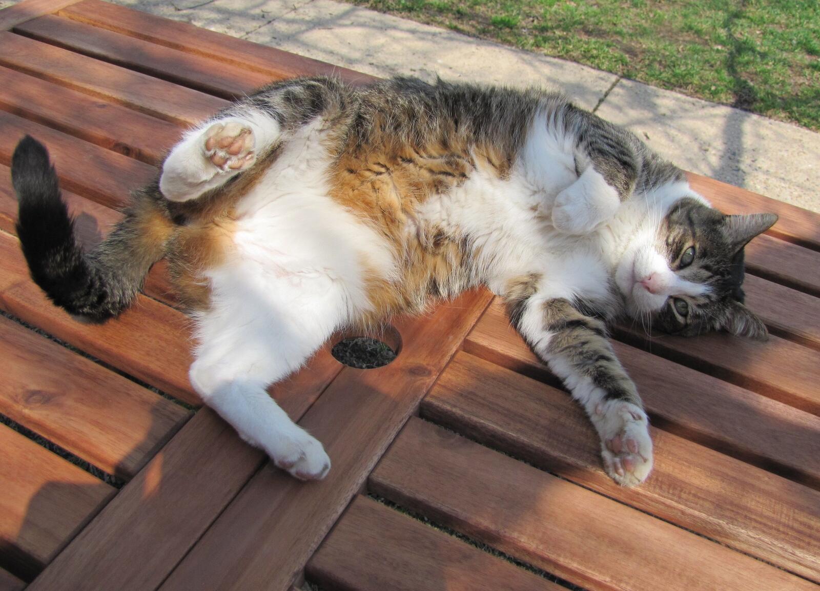 免费照片猫躺在长椅上