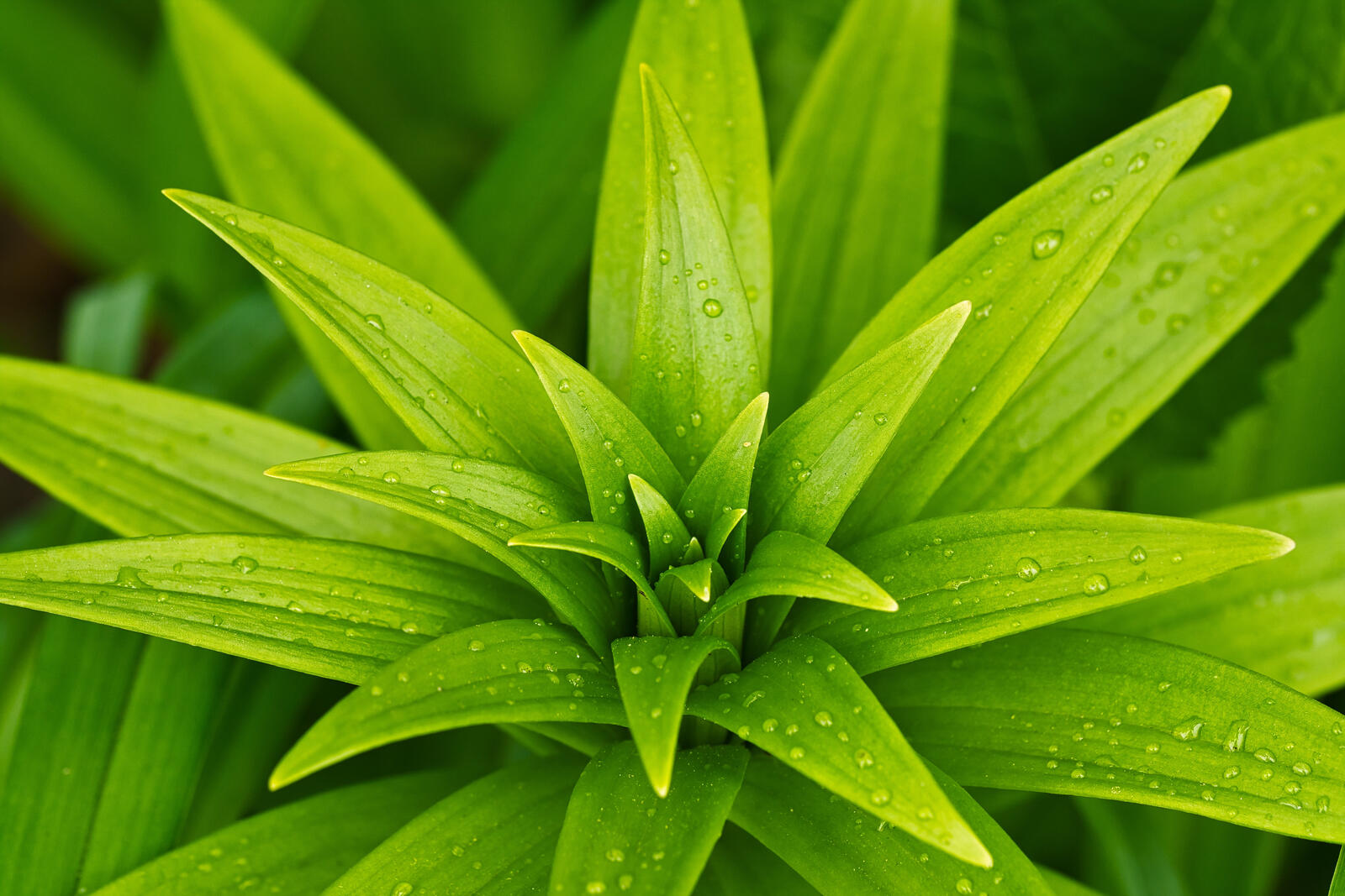 Бесплатное фото Зеленое растение с каплями дождя на листьях