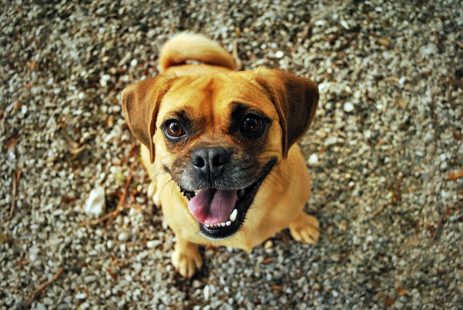 免费照片快乐的小狗