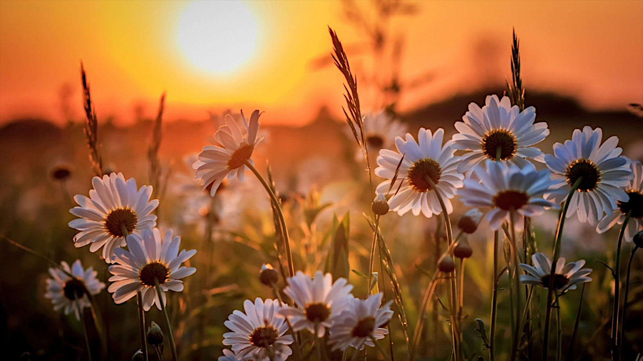 Sunset on the background of a daisy field