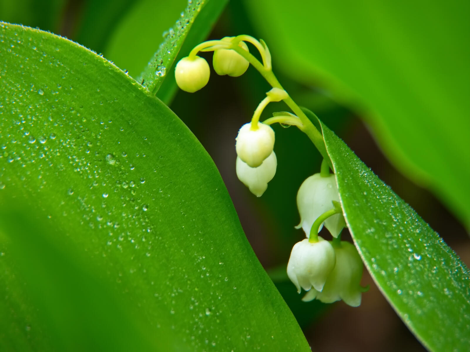 Free photo Green leaves with bell-shaped flowers