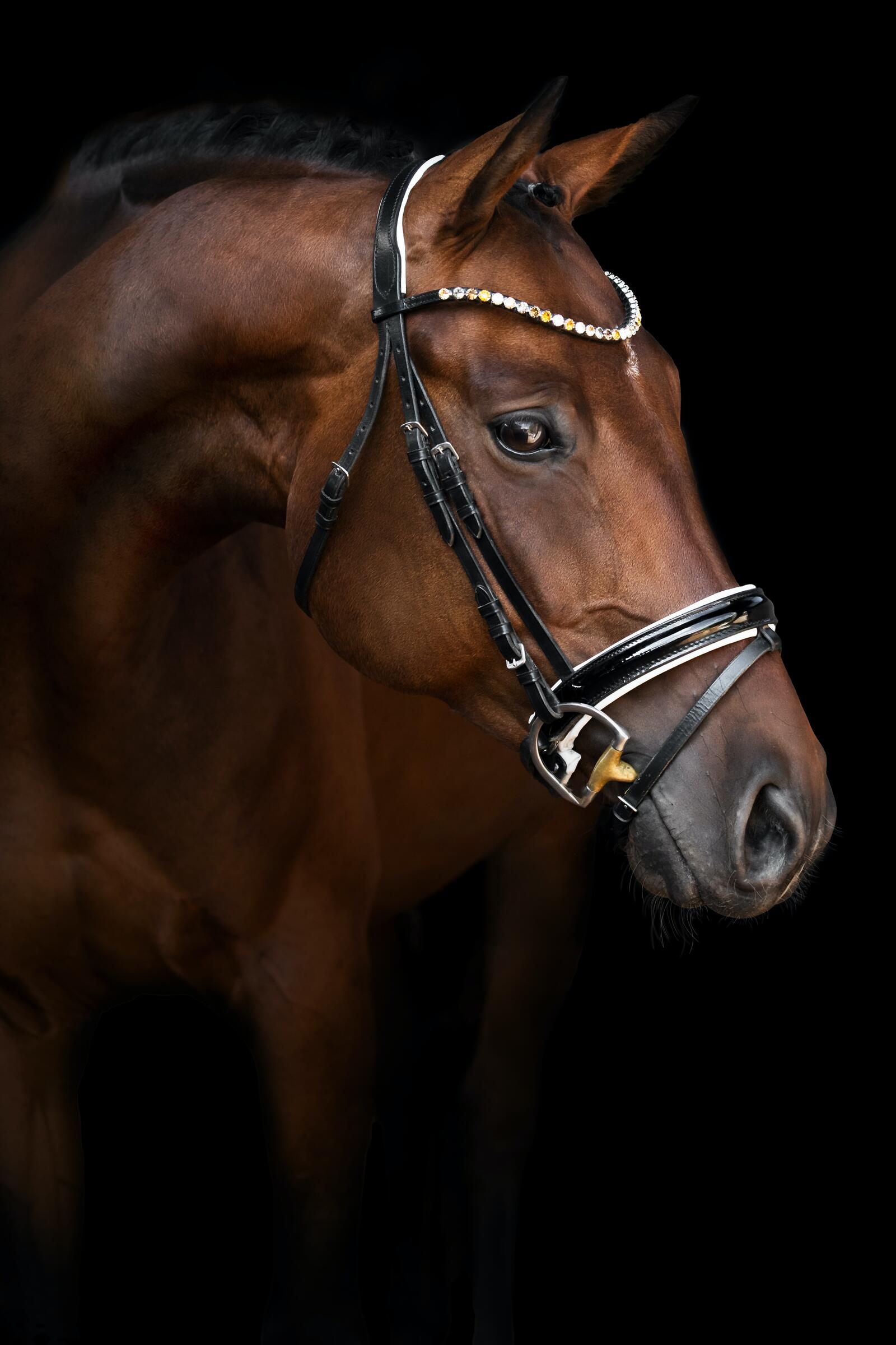 Бесплатное фото Лошадь на черном фоне