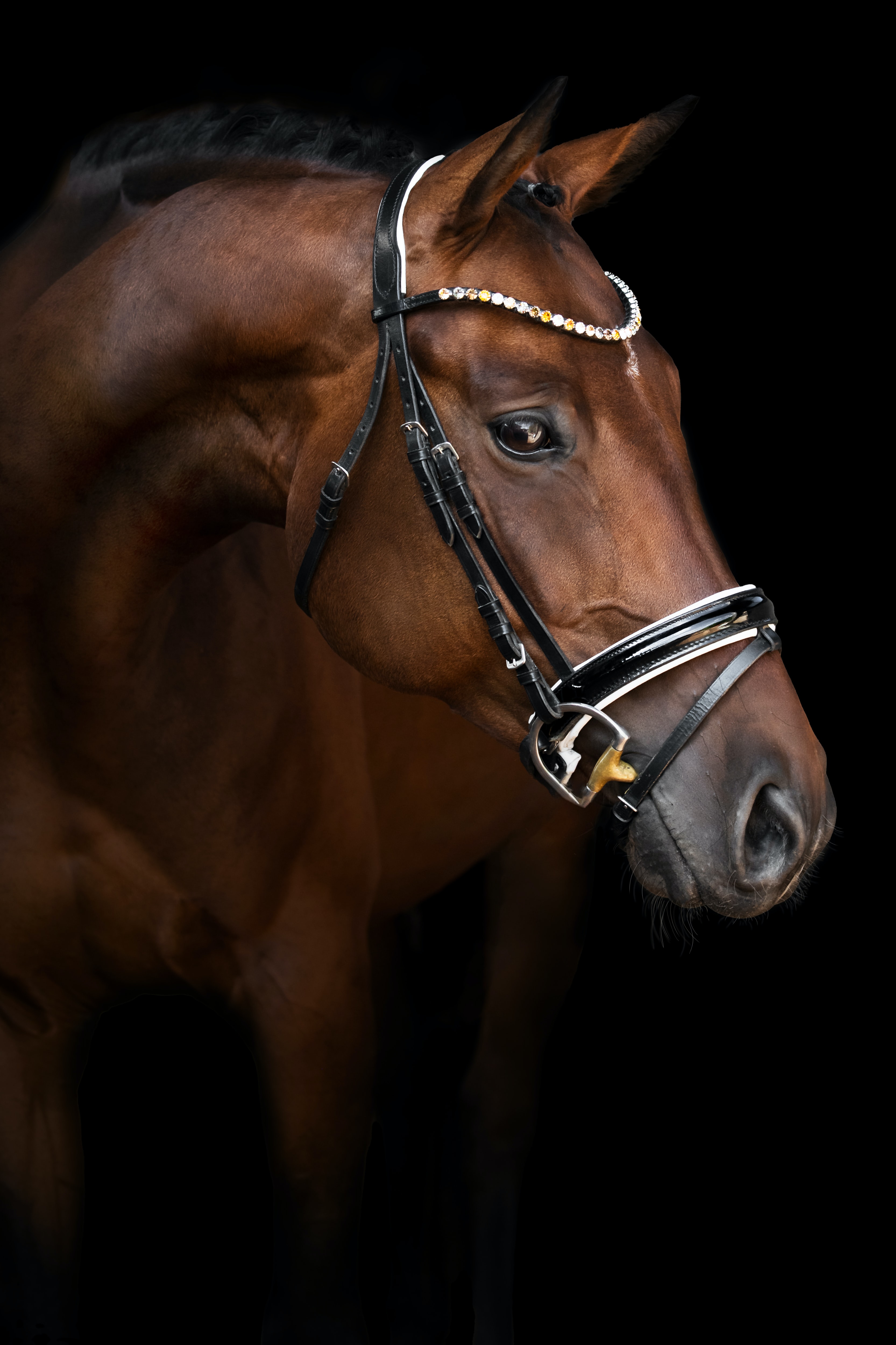 Фото бесплатно лошадь, животное, морда