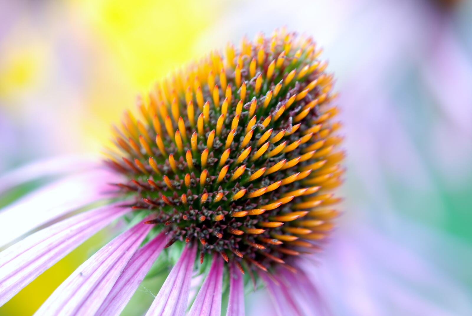 Бесплатное фото Серединка цветка маргаритка крупным планом
