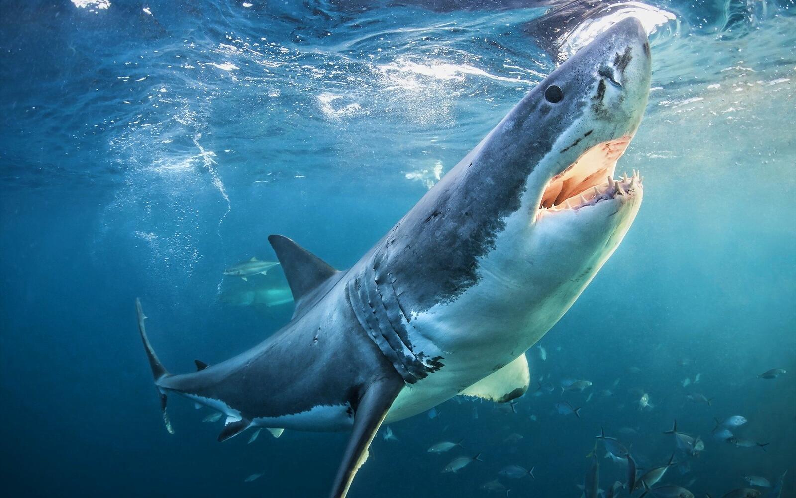 Бесплатное фото Белая акула