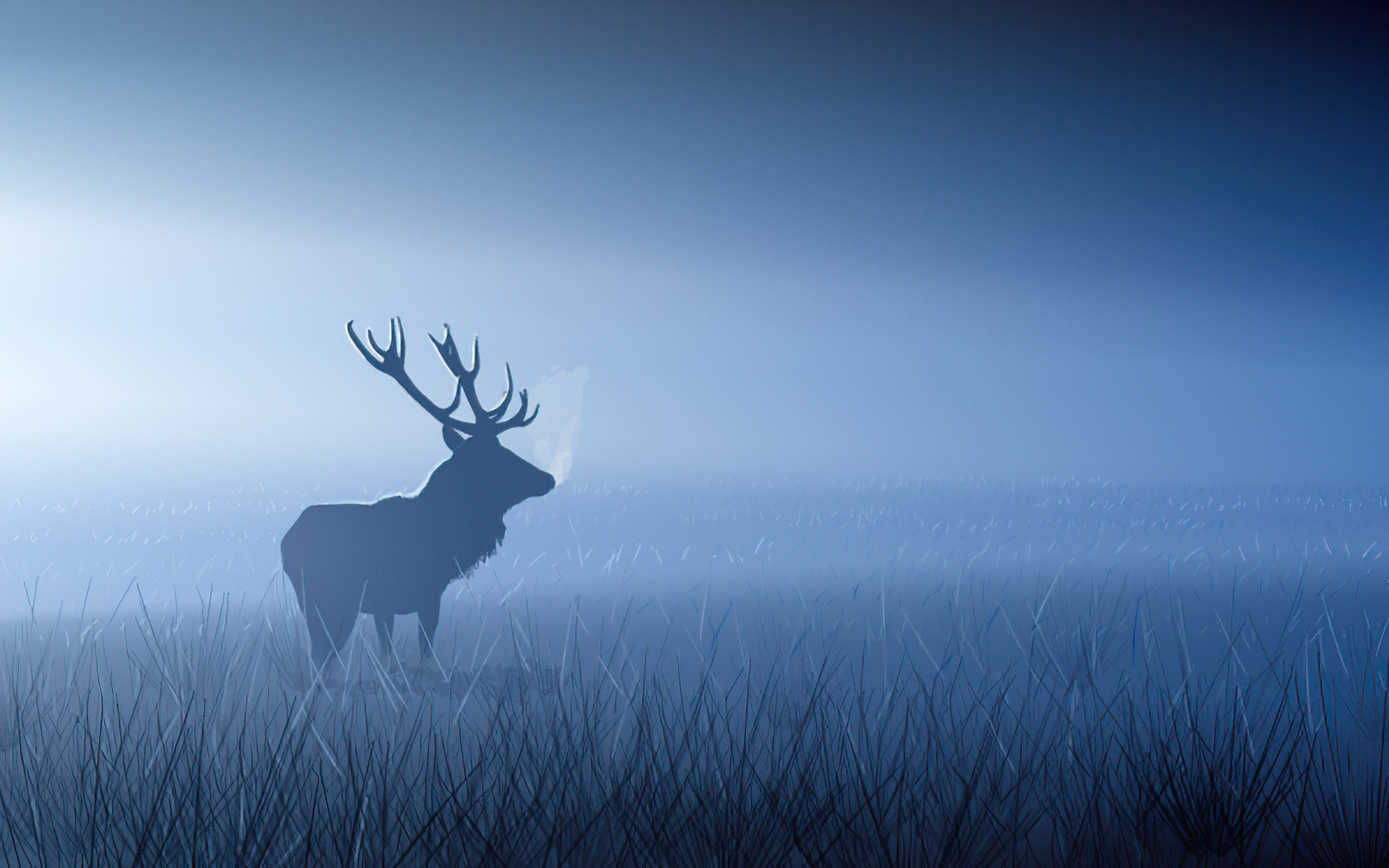 Free photo A deer in the fog wanders through a field