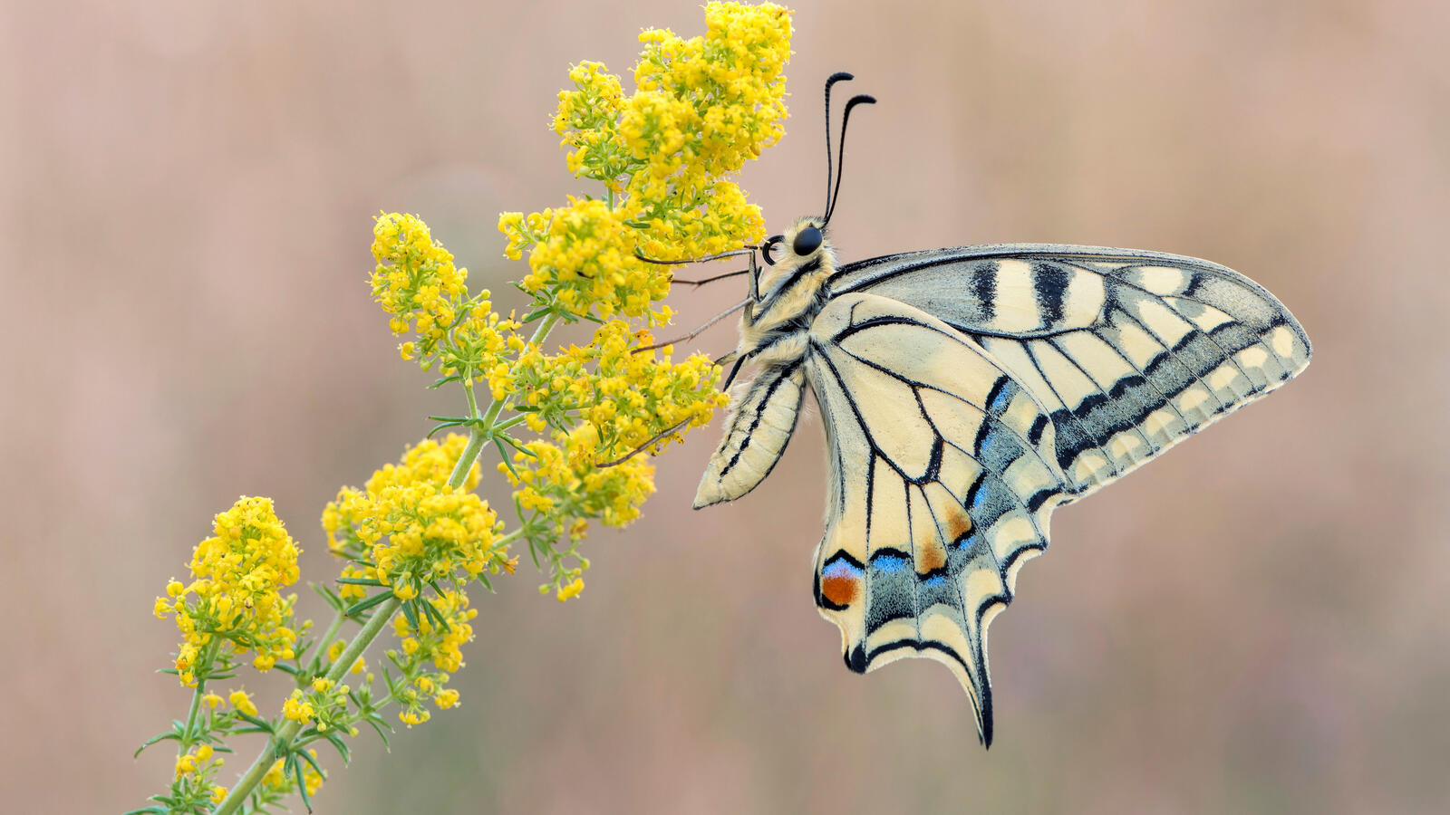 免费照片一只燕尾蝶坐在一朵黄色的花朵上。