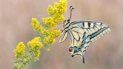 A swallowtail butterfly sits on a yellow flower.