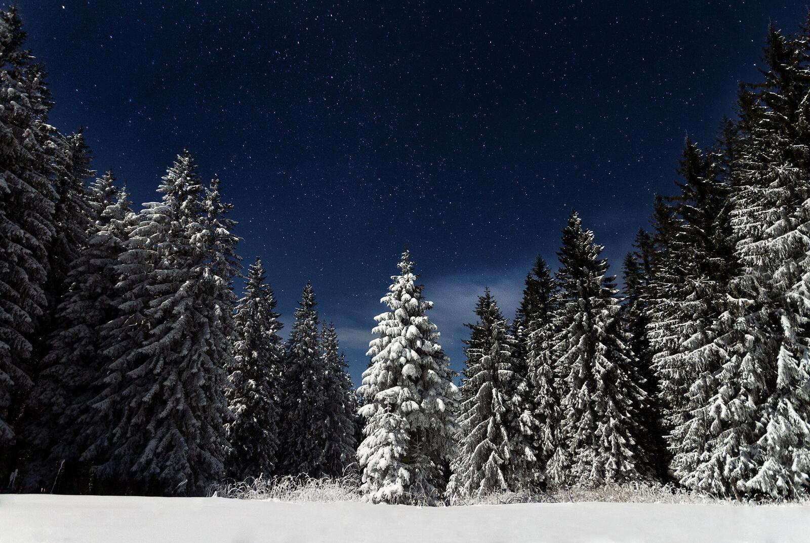 免费照片月亮照耀下的美丽冬夜，雪中的圣诞树