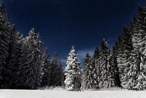 Красивая зимняя ночь освещенная Луной с елками в снегу