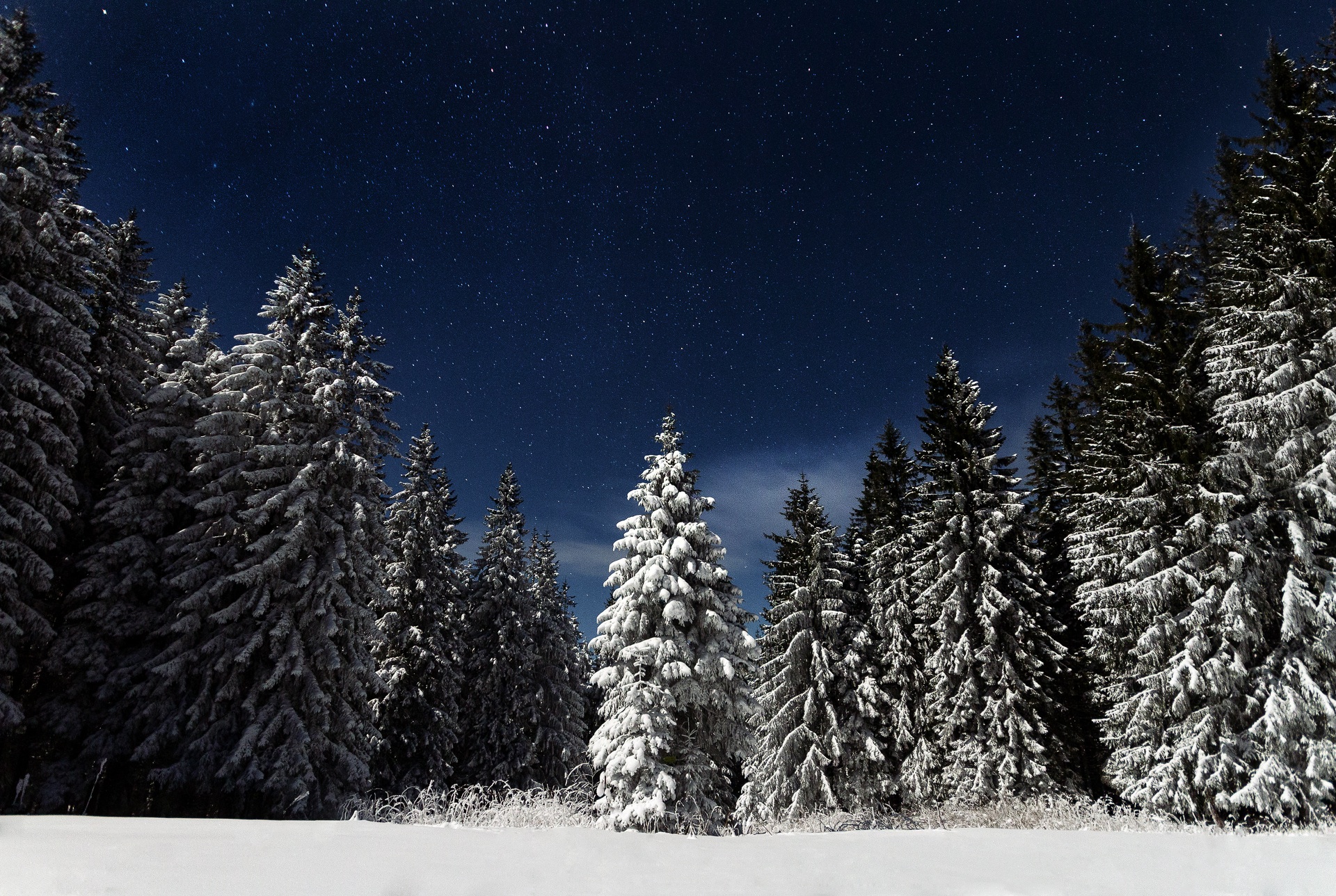免费照片月亮照耀下的美丽冬夜，雪中的圣诞树