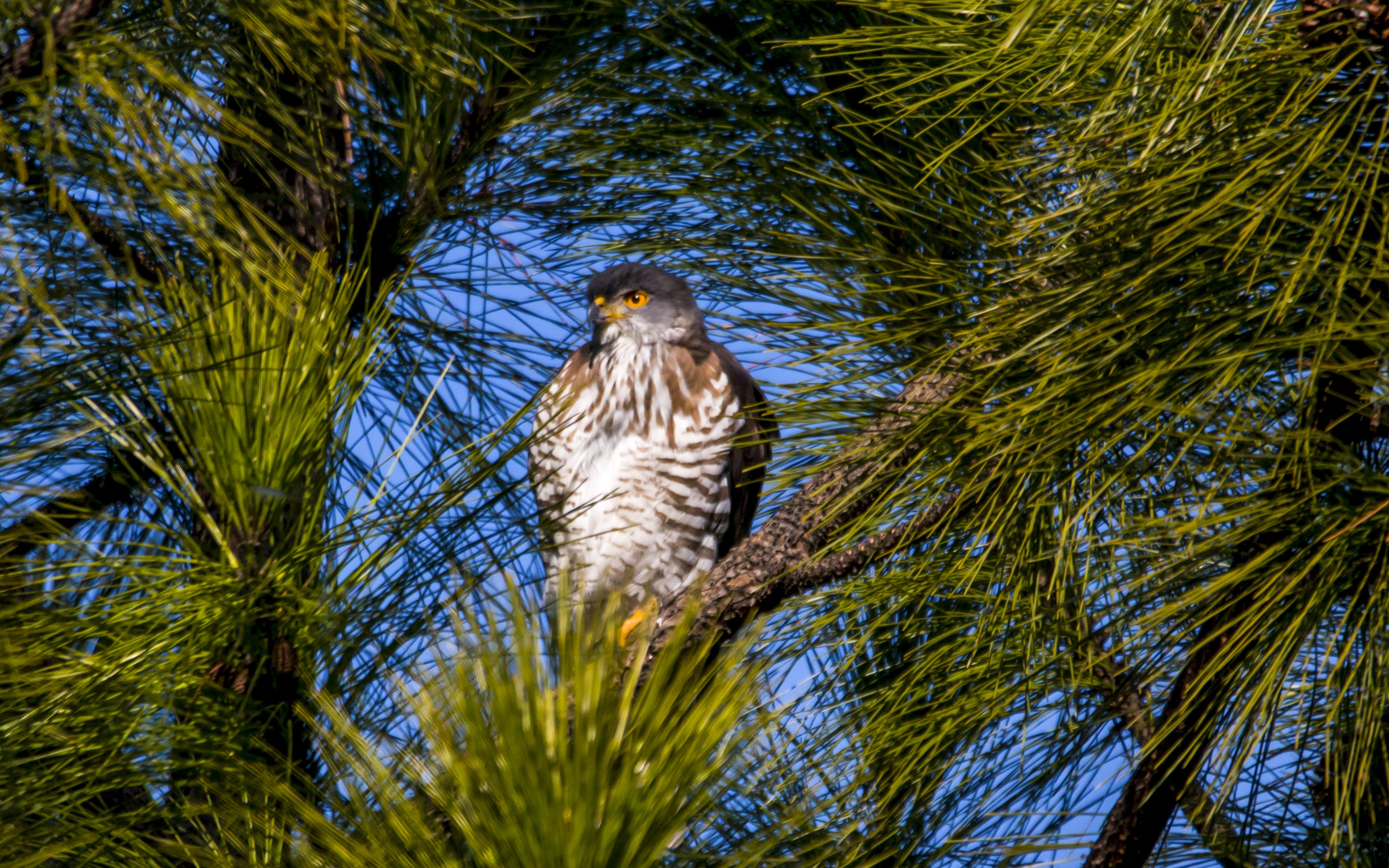 免费照片一只鹰坐在一棵针叶树上