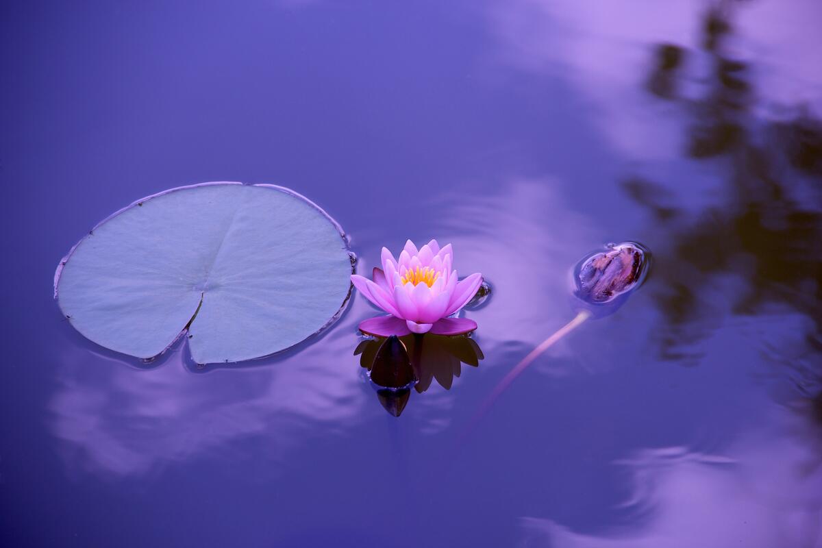 Фиолетовая кувшинка на воде