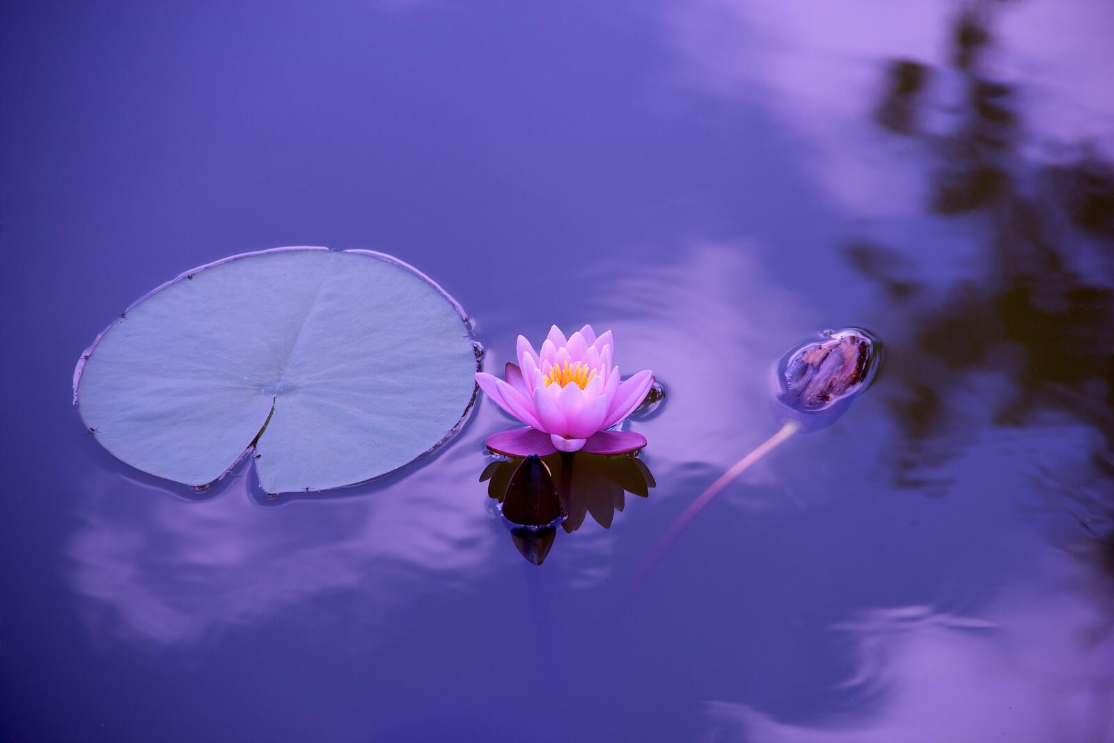 Бесплатное фото Фиолетовая кувшинка на воде
