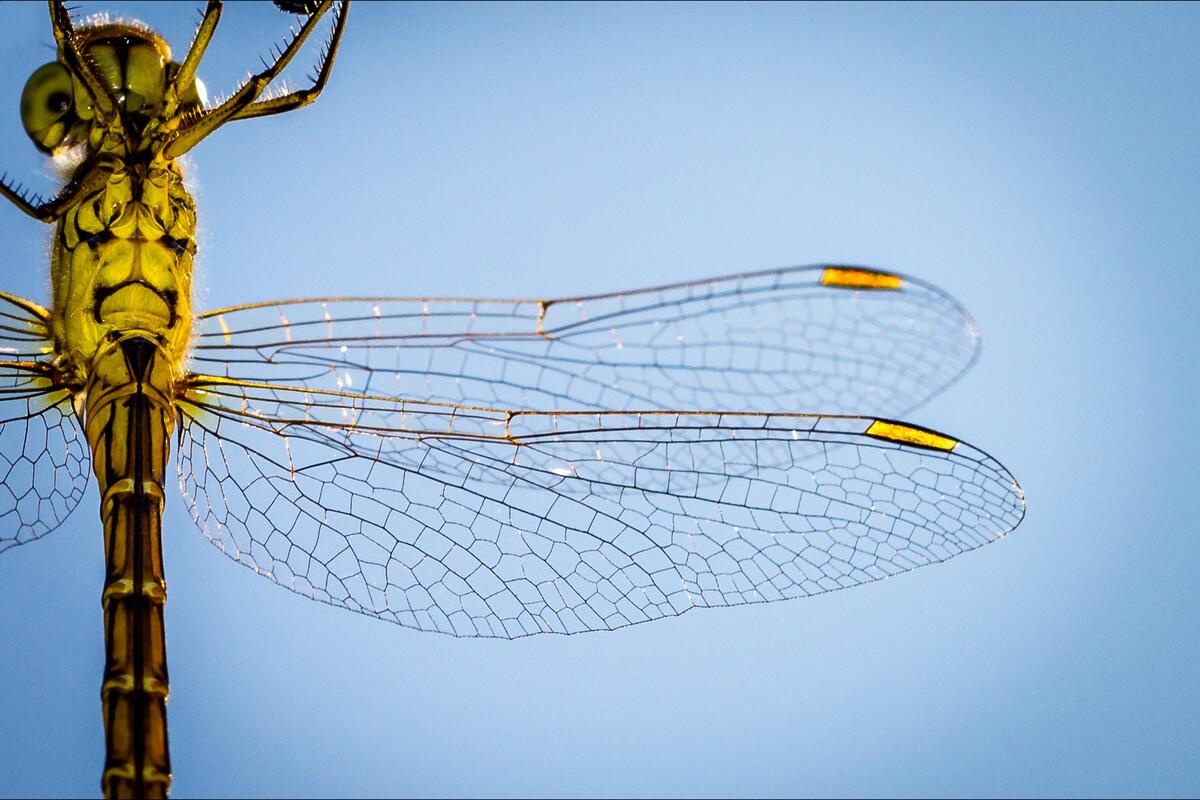The structure of dragonfly wings in close-up