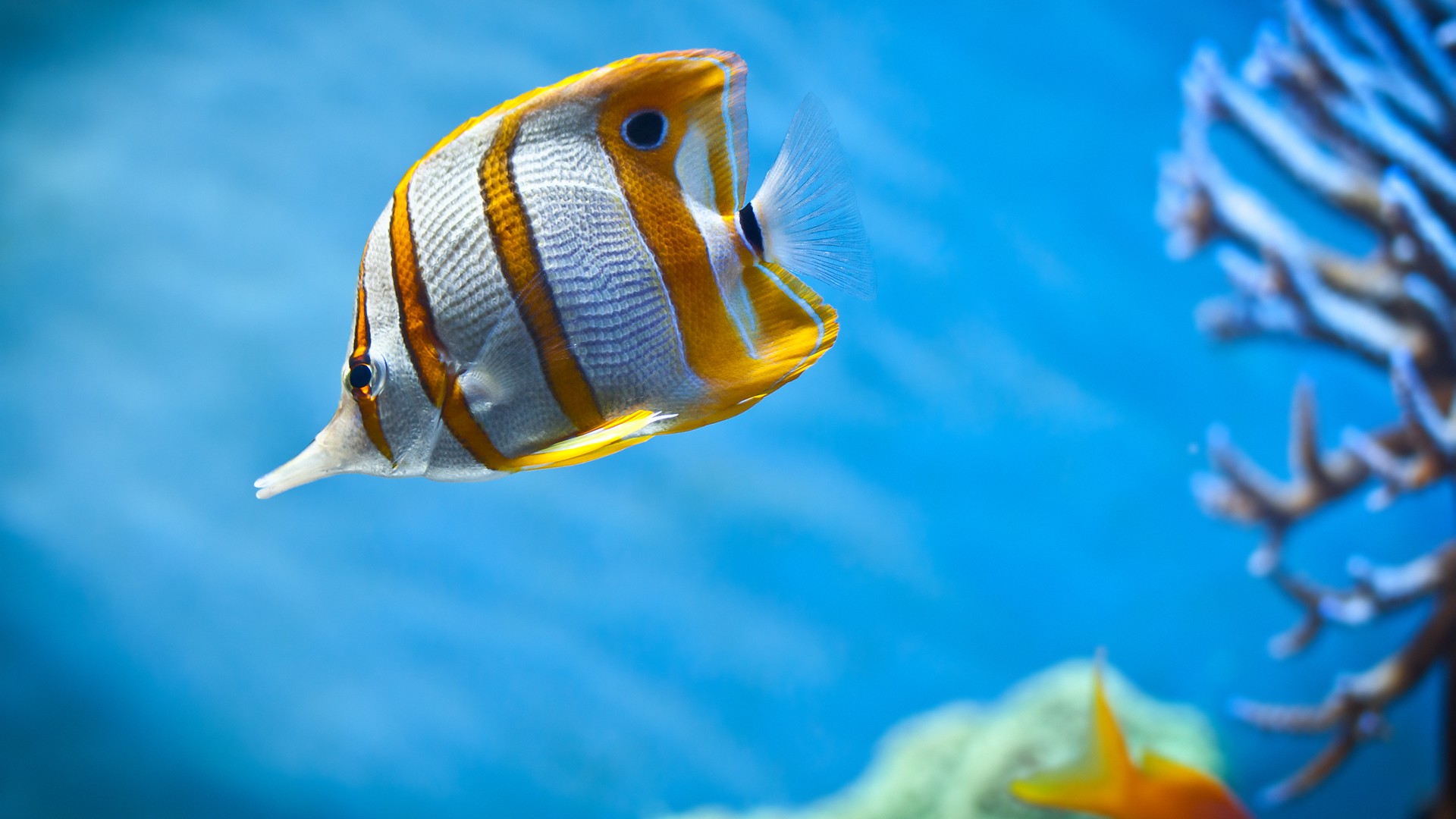 Бесплатное фото Морская полосатая рыбка