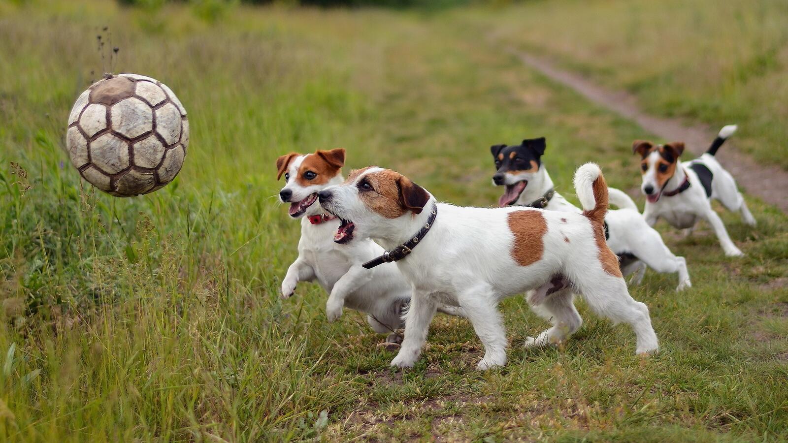 Free photo Jack Russell terrier puppies play with a soccer ball