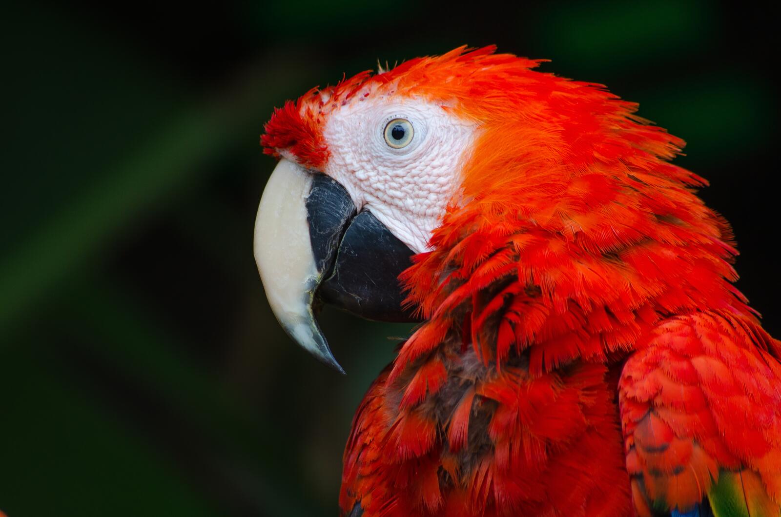 免费照片一只红色羽毛的阿拉鹦鹉