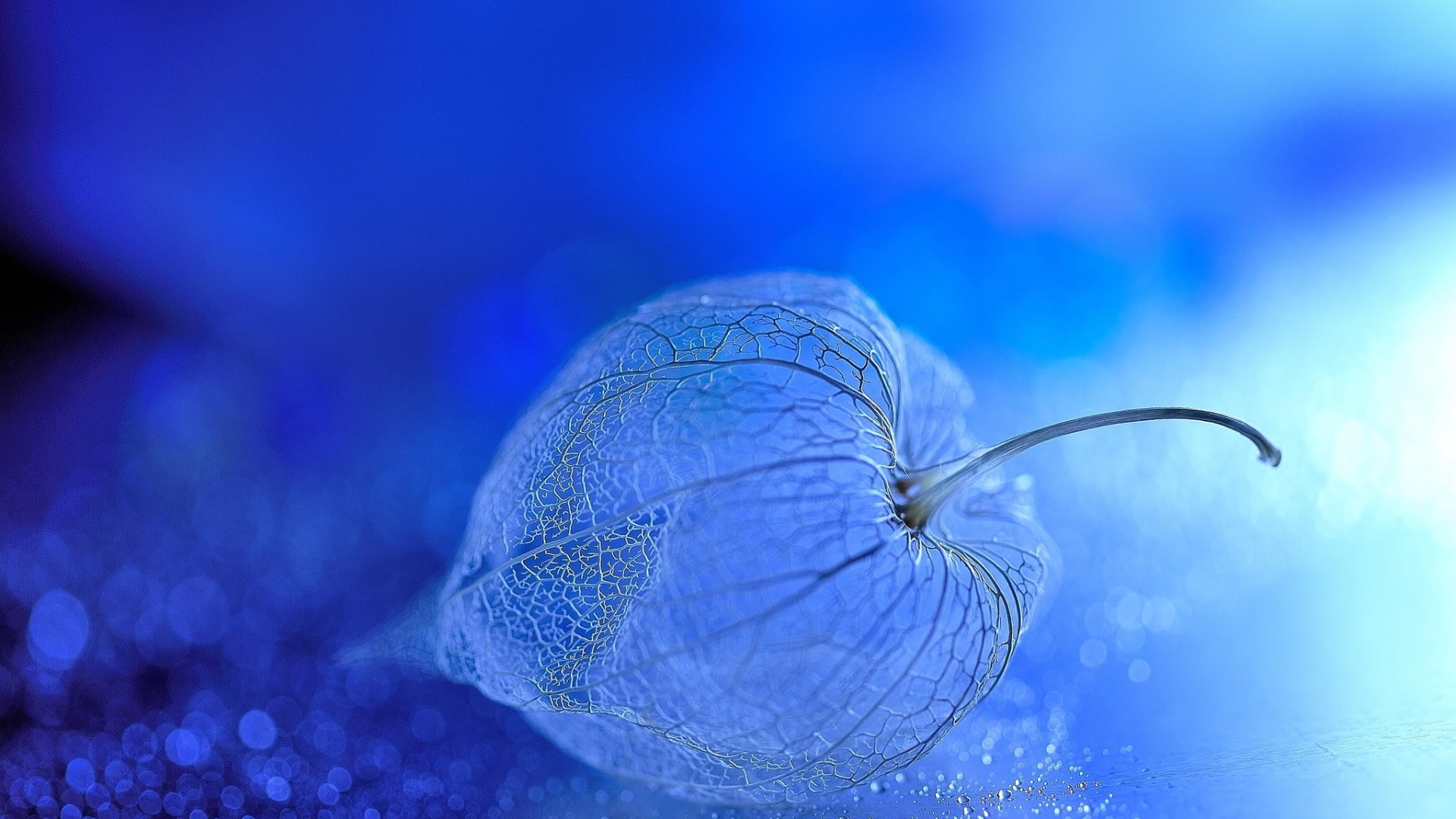 Free photo Structure of the blue flower
