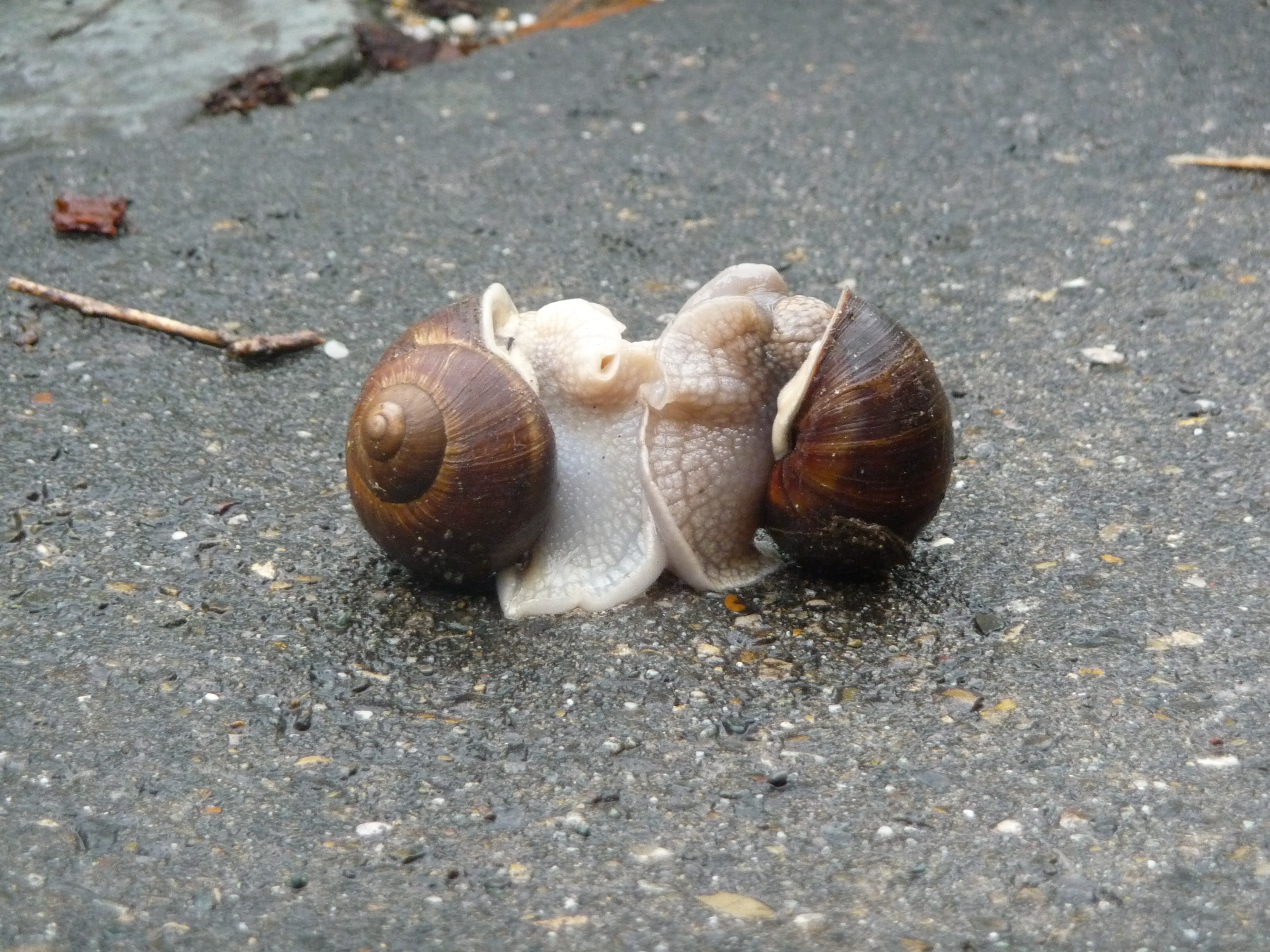 免费照片蜗牛爱情游戏