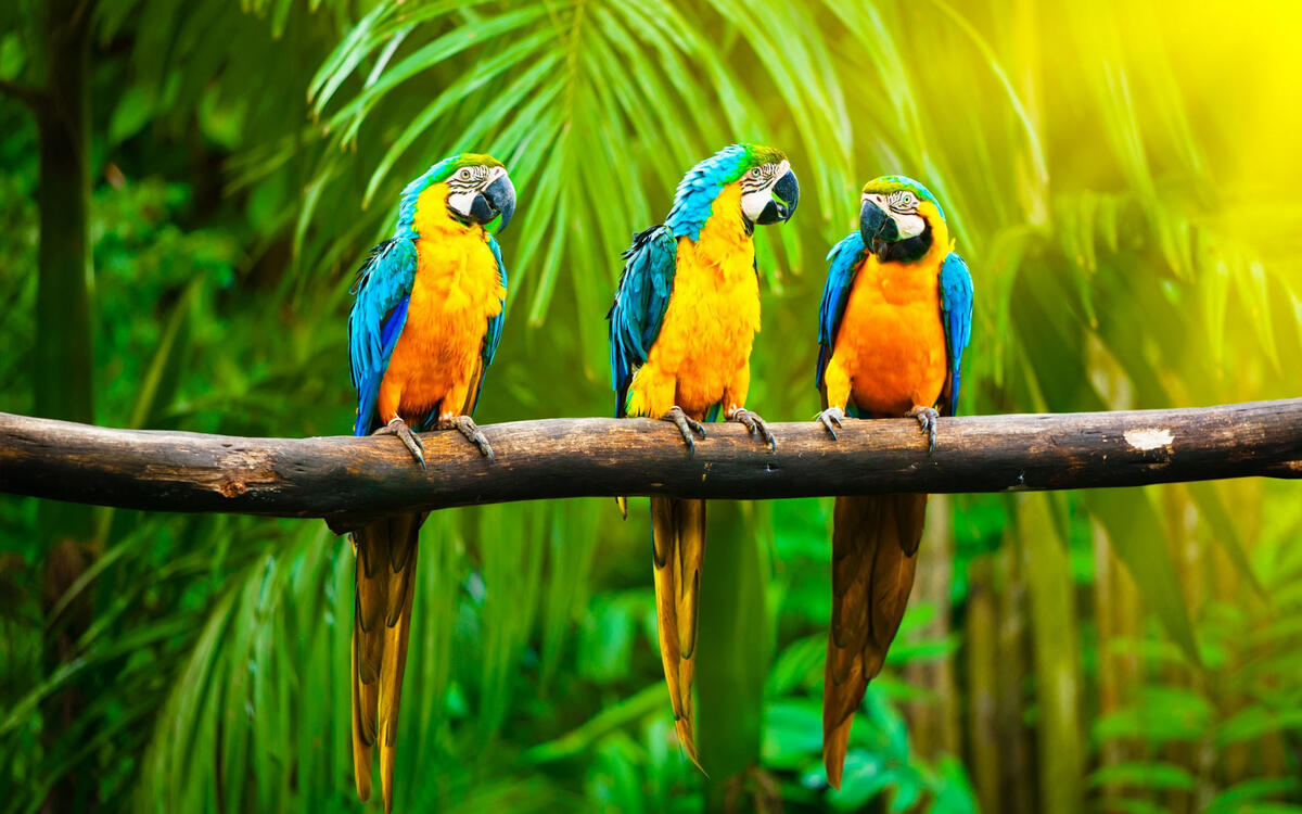 Три попугая сидят на ветке дерева в солнечную погоду