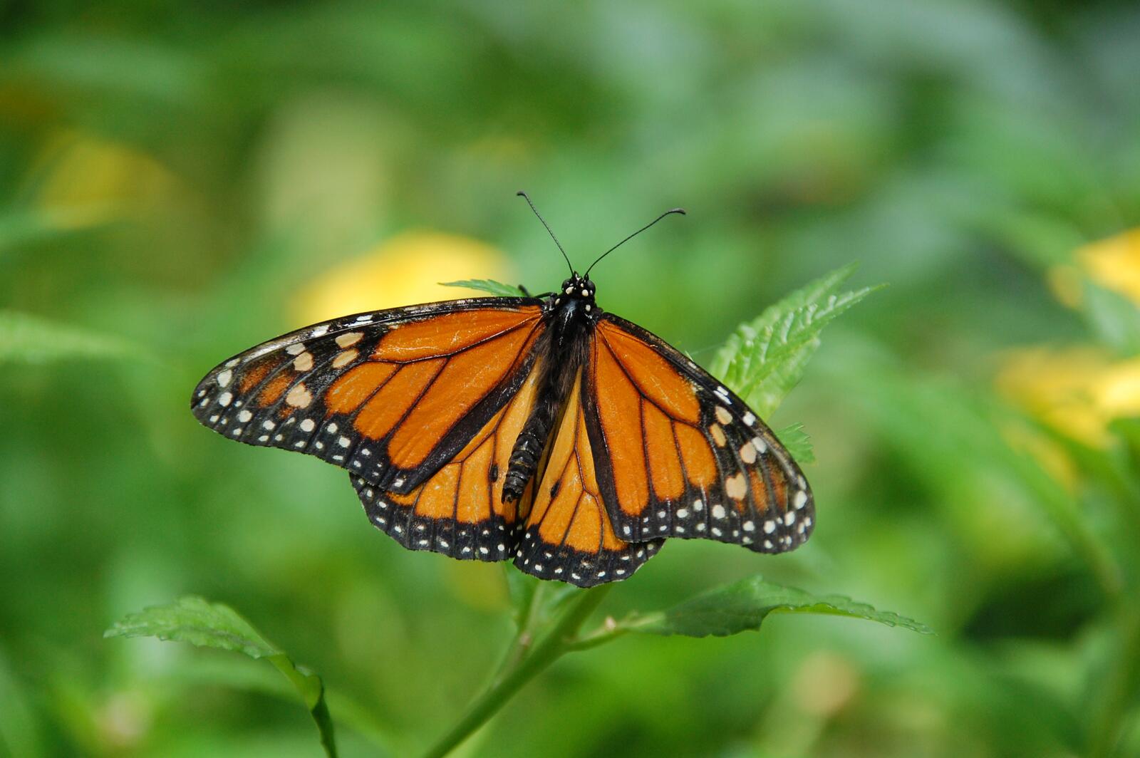 Бесплатное фото Бабочка с оранжевыми крылышками сидит на траве