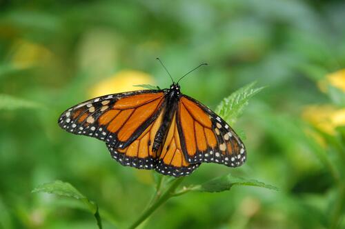 A butterfly with orange wings sits on the grass