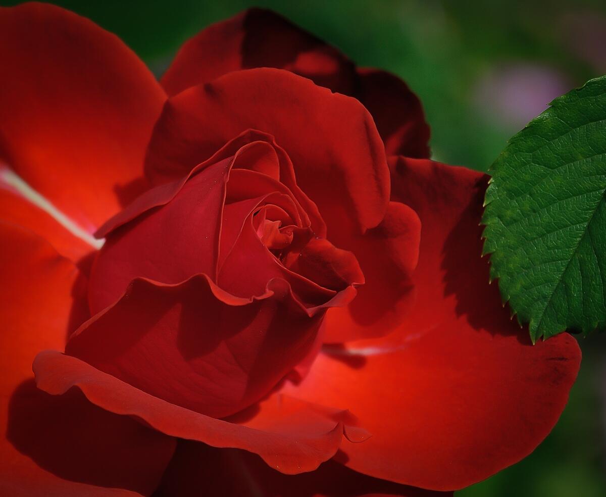 Красный бутон розы