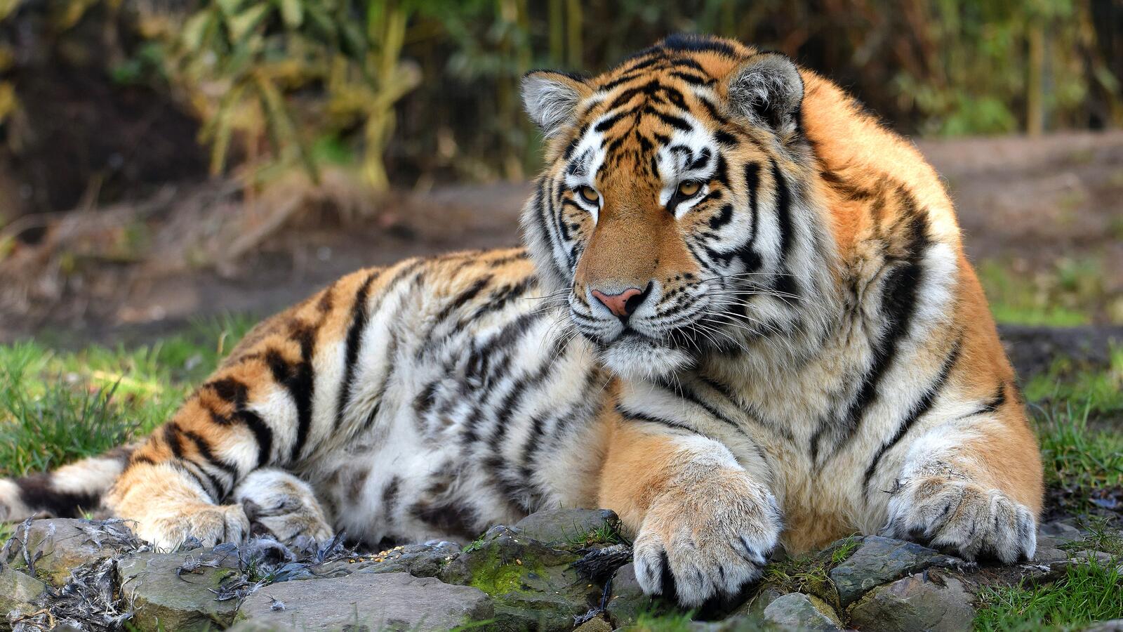 Бесплатное фото Полосаты тигр отдыхает в зоопарке