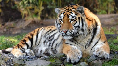 A striped tiger resting in a zoo