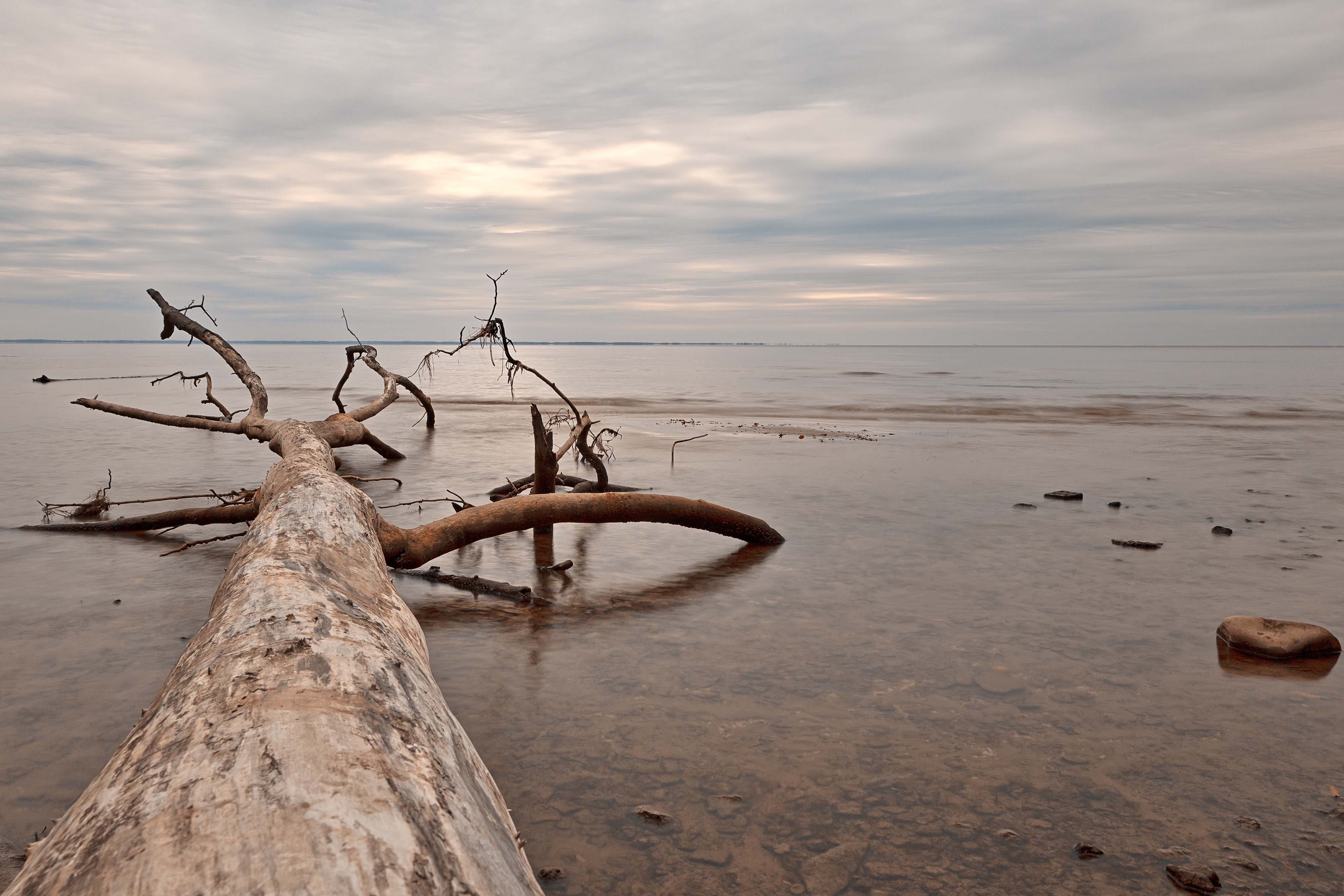 Старое дерево упало на морском берегу