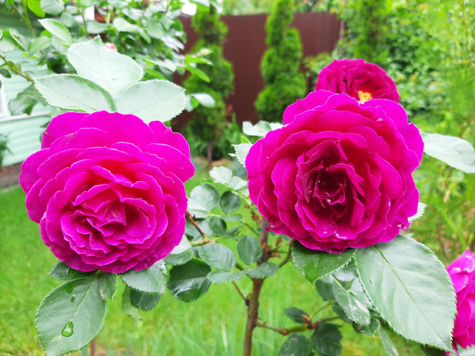 Бесплатное фото Розовые бутоны роз